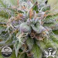 Dinafem Seeds Bubba Kush